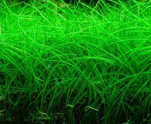 Cây Trải Nền Ngưu Mao Chiên Lùn