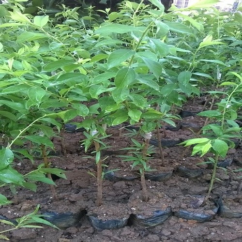 CÂY GIỐNG MẬN HẬU-MẬN TAM HOA SIÊU NGON SIÊU QUẢ- CAM KÊT GIỐNG CHUẨN F1 + Tặng 2 Cây Quế Giống