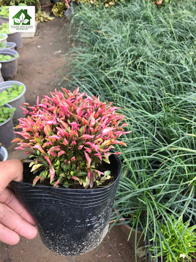 Cây Kỉ Đỏ - Cây cảnh mini để bàn