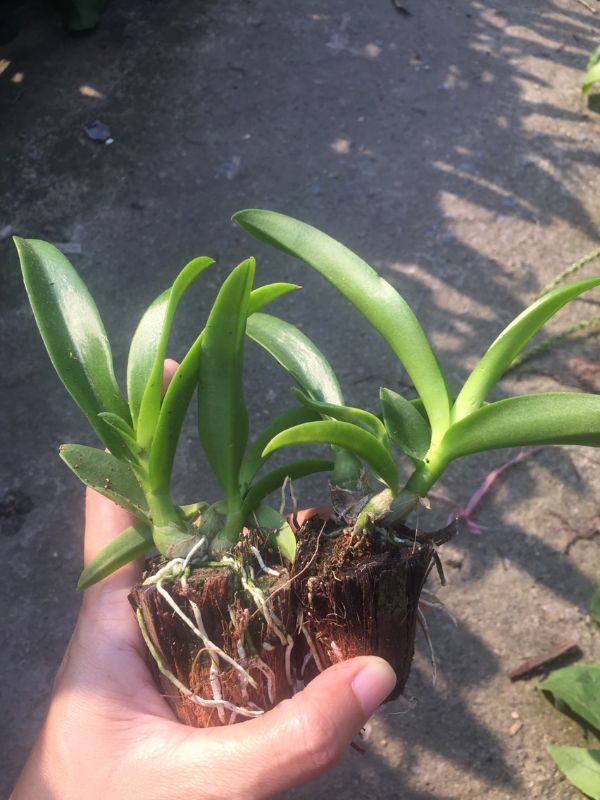 Denro nắng banana cây giống