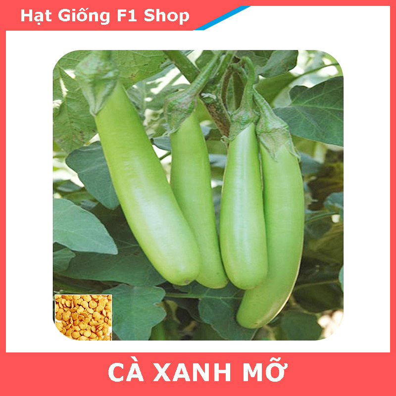 Hạt Giống Cà Xanh Mỡ Trái Dài