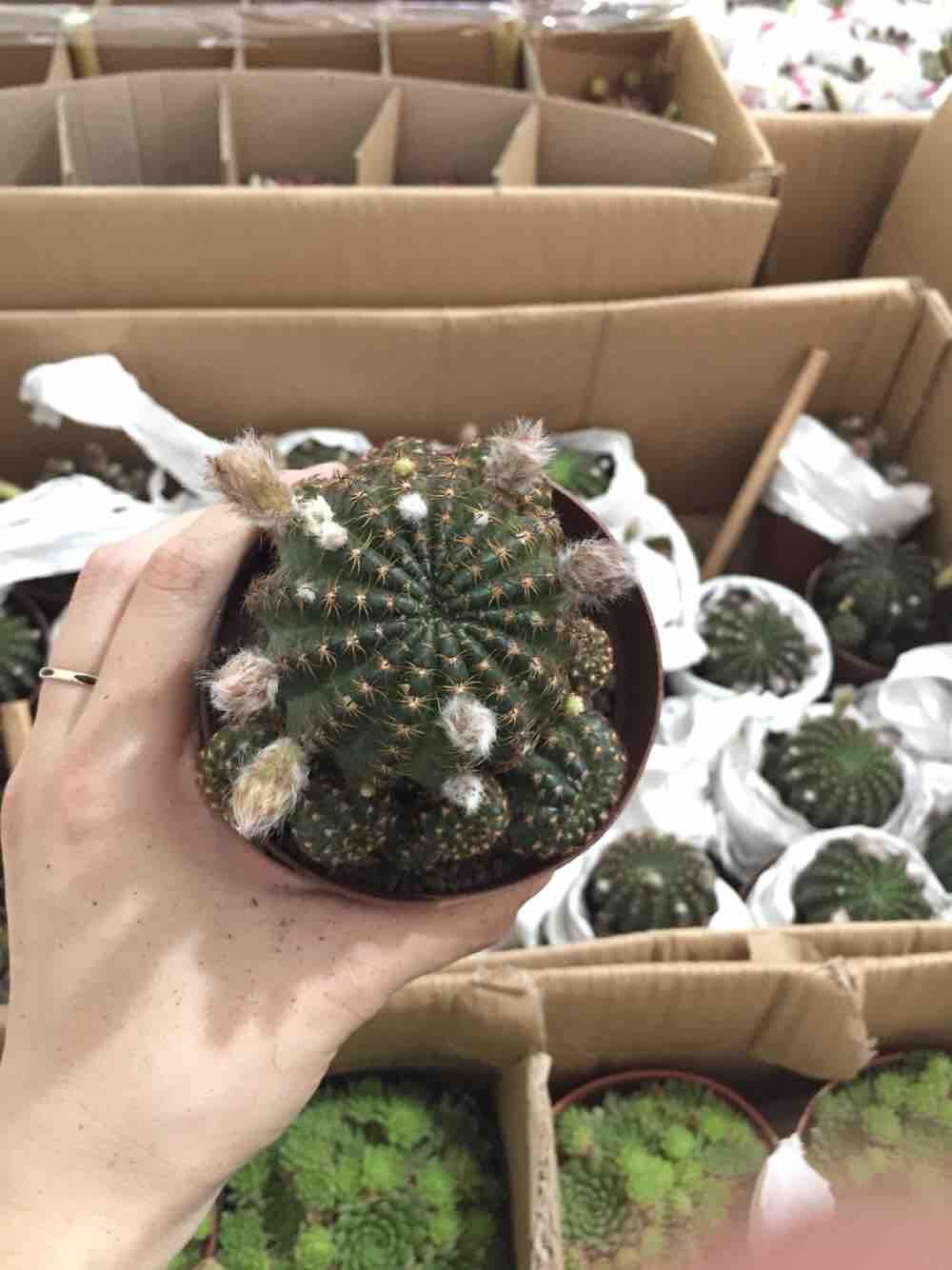 Xương rồng lobi bụi nhỏ