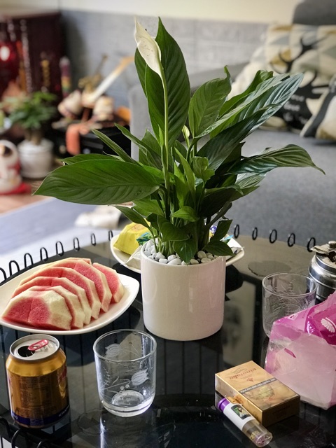 Cây lan ý chậu sứ để bàn dễ chăm sóc