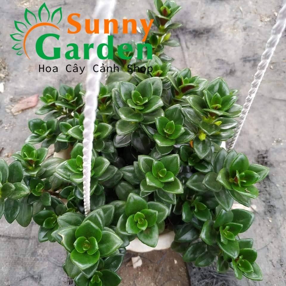 Cây Cá Vàng - Cây Cảnh Chậu Treo Cây cá vàng là một cây có hoa, cao đến 30 cm, với lá cây nhỏ, bóng loáng màu xanh lá cây, mọng nước và cứng