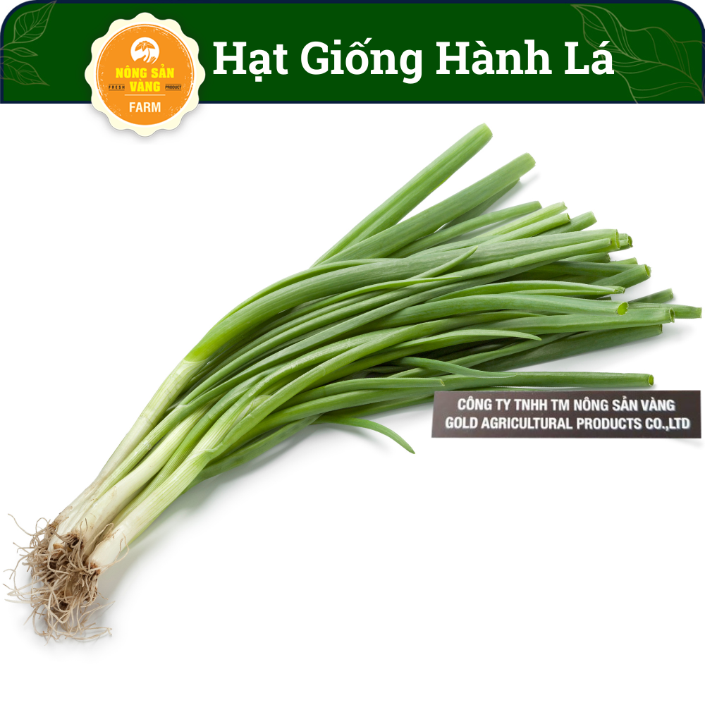 Seeds scallion because of a bowl of noodles that operation, essential for every feast family, saving, quality -shallow gold