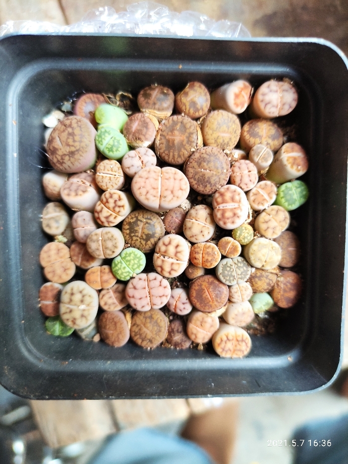 cây sen đá mông sen đá lithops thạch lan size nhỏ
