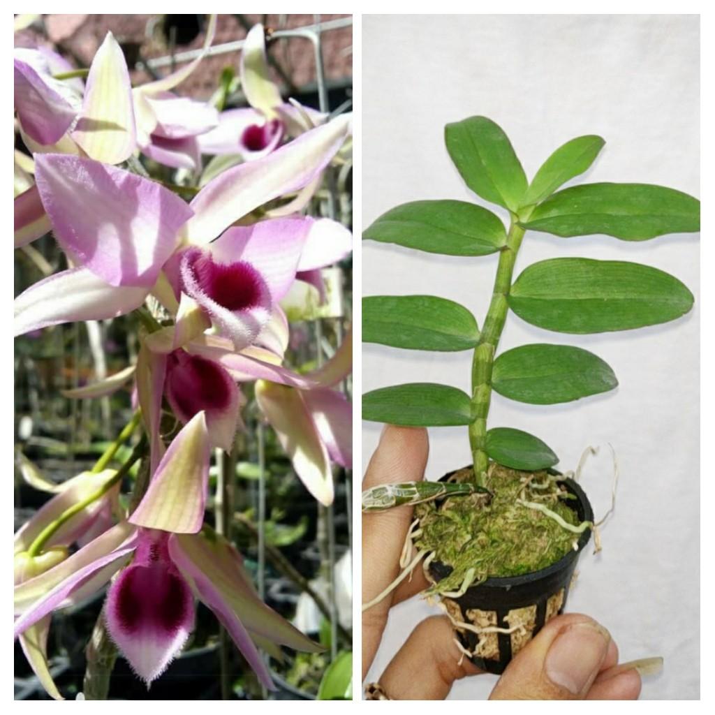 Phi điệp tím