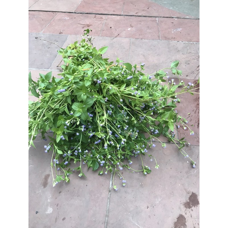 Cây cứt lợn tươi 500gr (ch viêm xoang) hoa tím