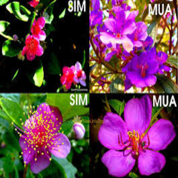 CÂY GIỐNG SIM THÁI, MUA THÁI