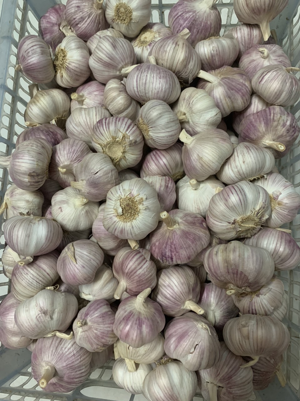 Tỏi lụa phan rang 1kg