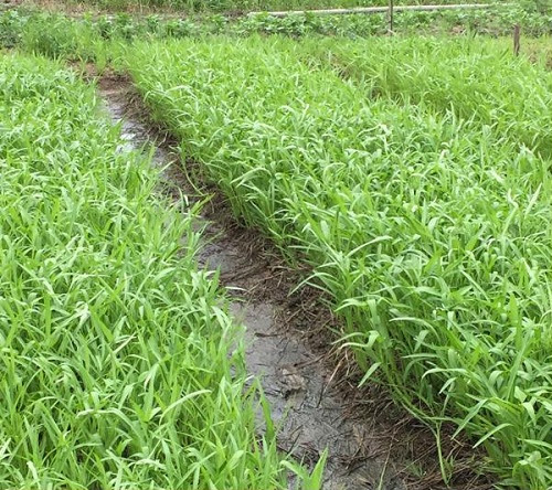 hạt giống Rau muống lá tre