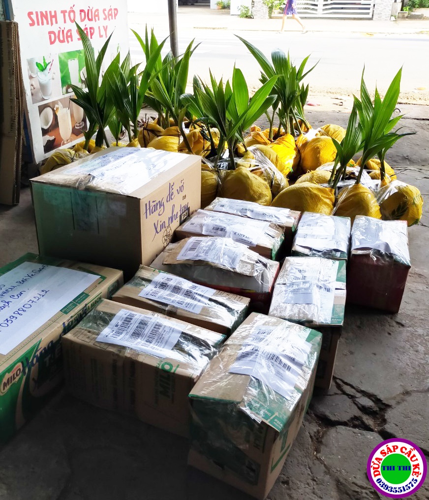 Dừa Sáp Giống Cầu Kè- Trà Vinh