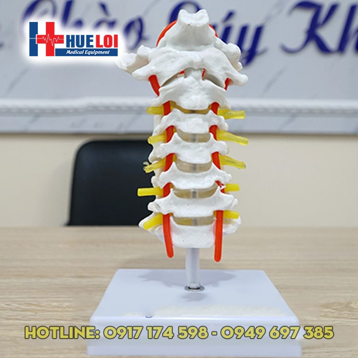 [HCM]MÔ HÌNH  THỰC HÀNH GIẢI PHẪU CỘT SỐNG CỔ