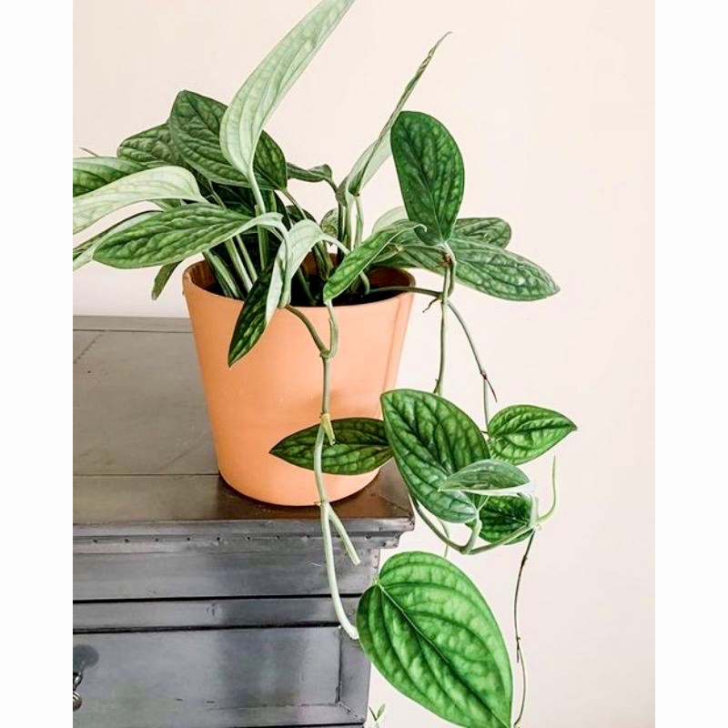 Cây trầu bà hạnh phúc Monstera Peru