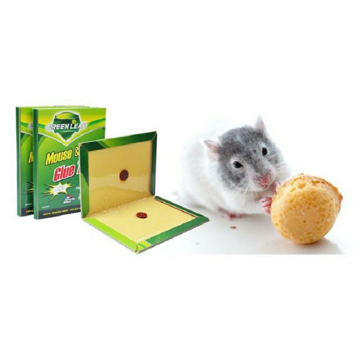 Keo Dính Chuột Mouse & Rat Glue Traps - Siêu Dính
