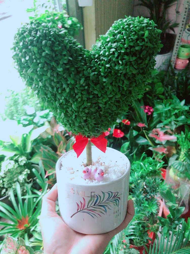 Chậu May Mắn Tài Lộc Trái Tim