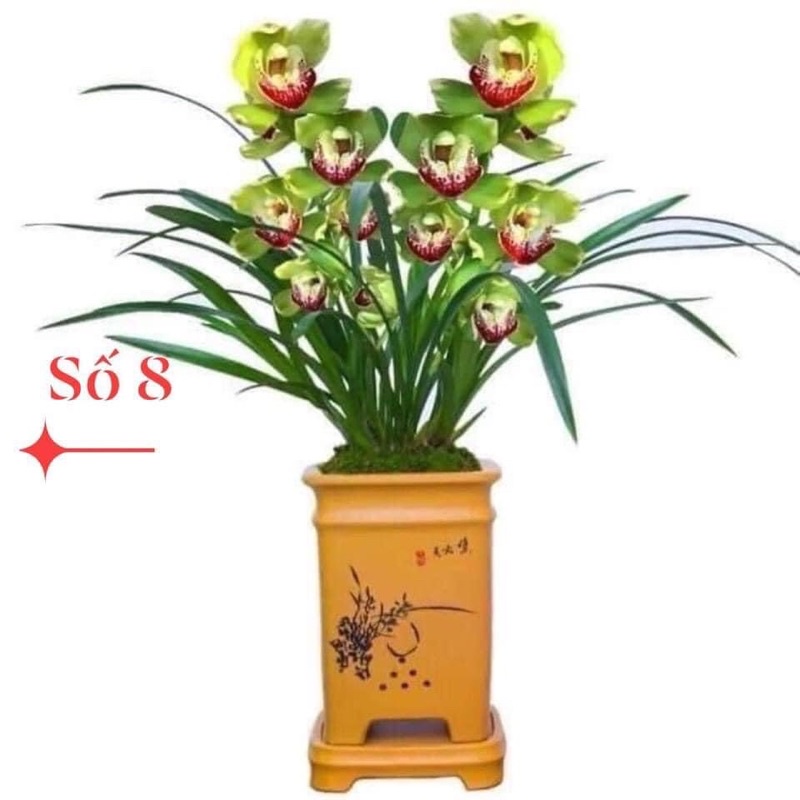 địa lan santo(1cây) hoa Tết