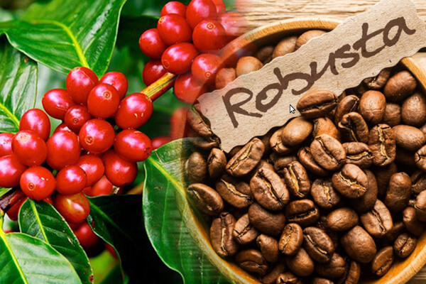 [HCM]Cà Phê Nguyên Chất Robusta + CuLi - Tỉ Lệ 5:5