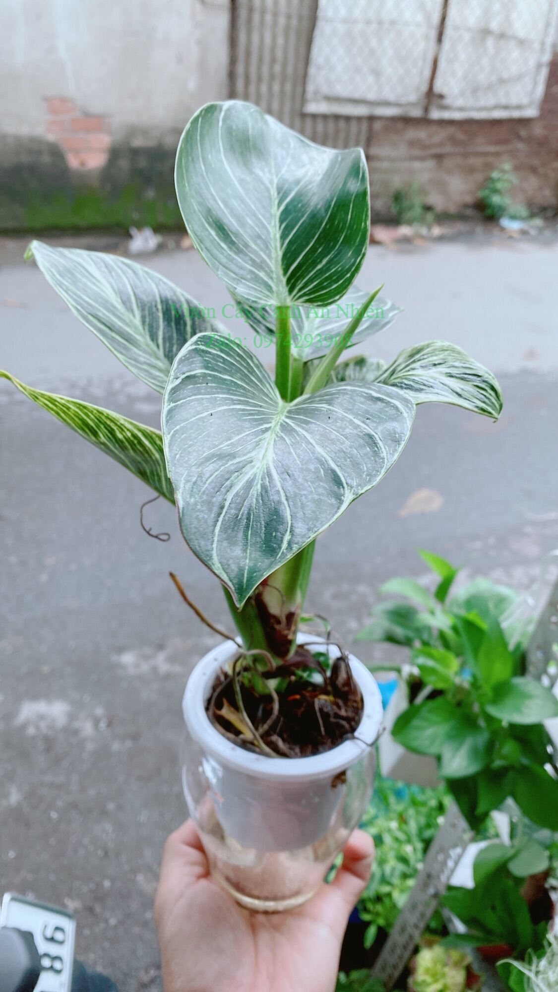 Chậu cây trầu bà hoàng kim trồng thuỷ sinh