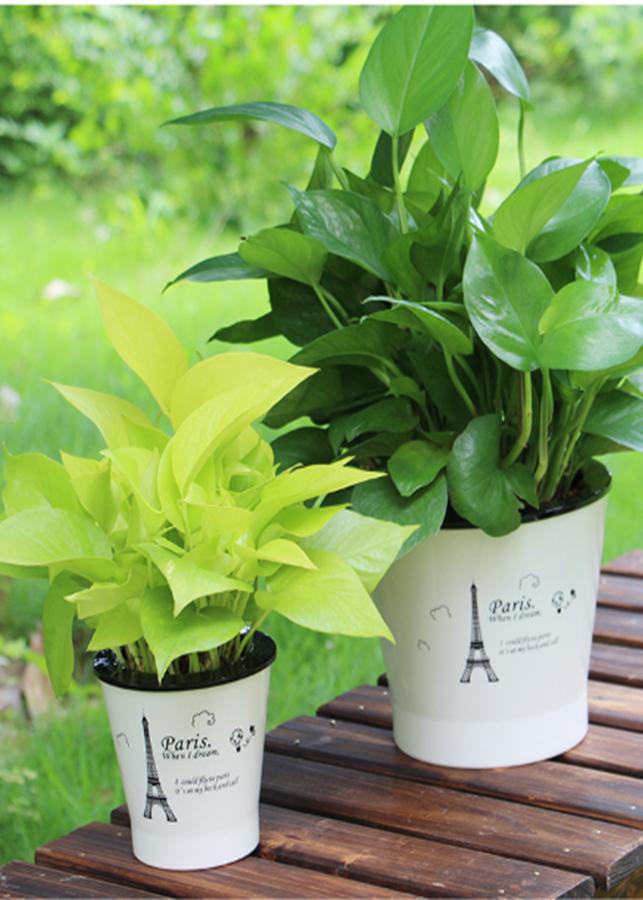 Chậu trồng cây cảnh thông minh Q