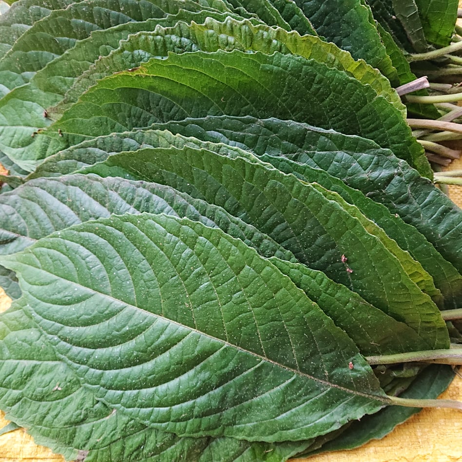 1kg Lá Cây Chè Khổng Lồ Tươi - Chè Đại