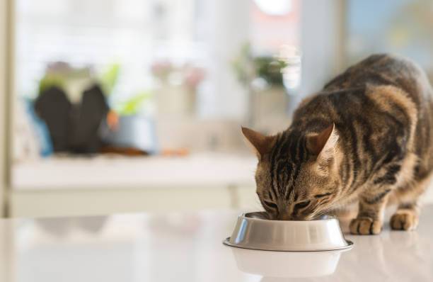 Thức ăn hạt dành cho mèo Catsrang - Mọi lứa tuổi - 5kg