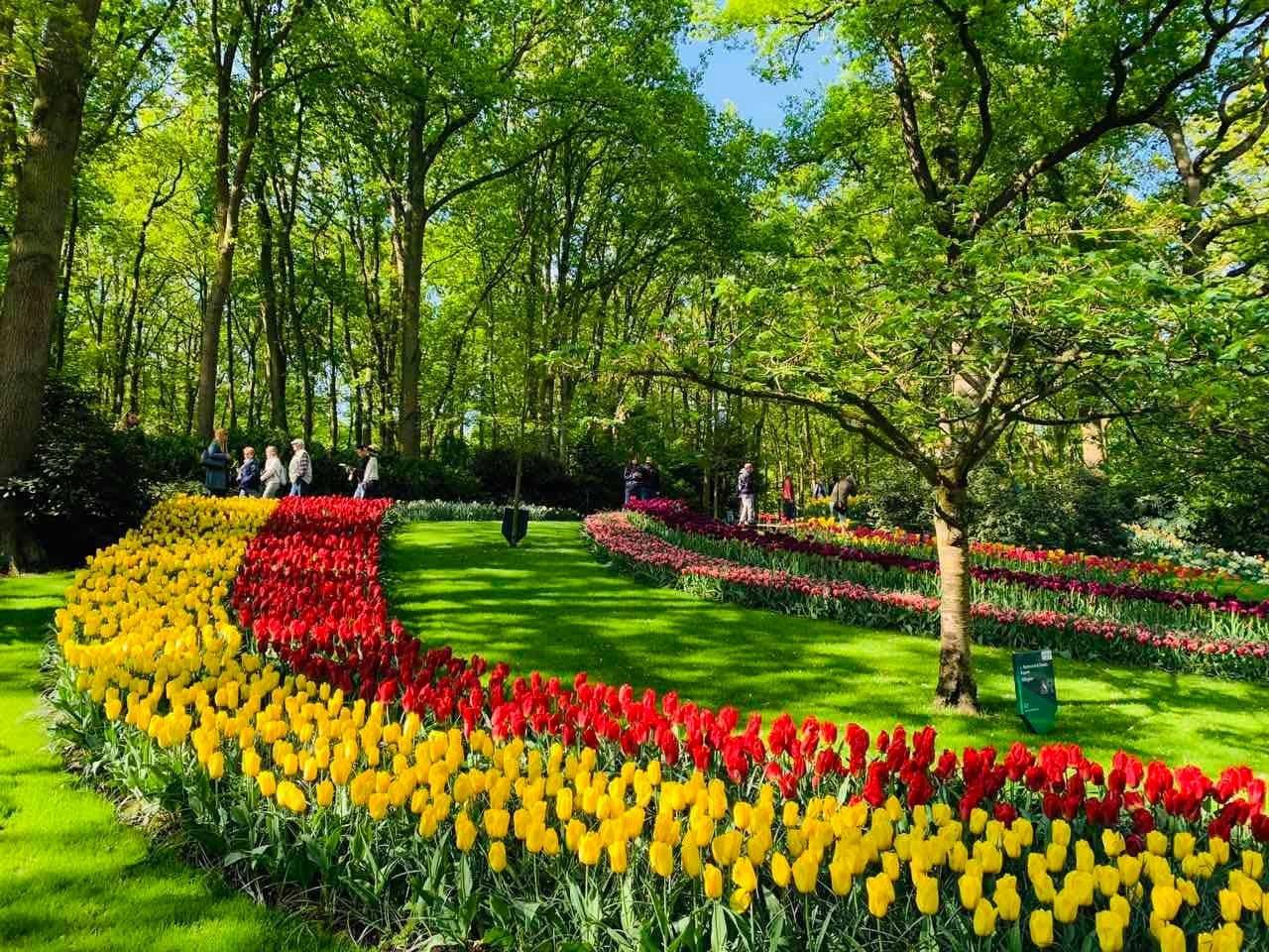 Combo 5 củ tulip hà lan (5 màu khác nhau)