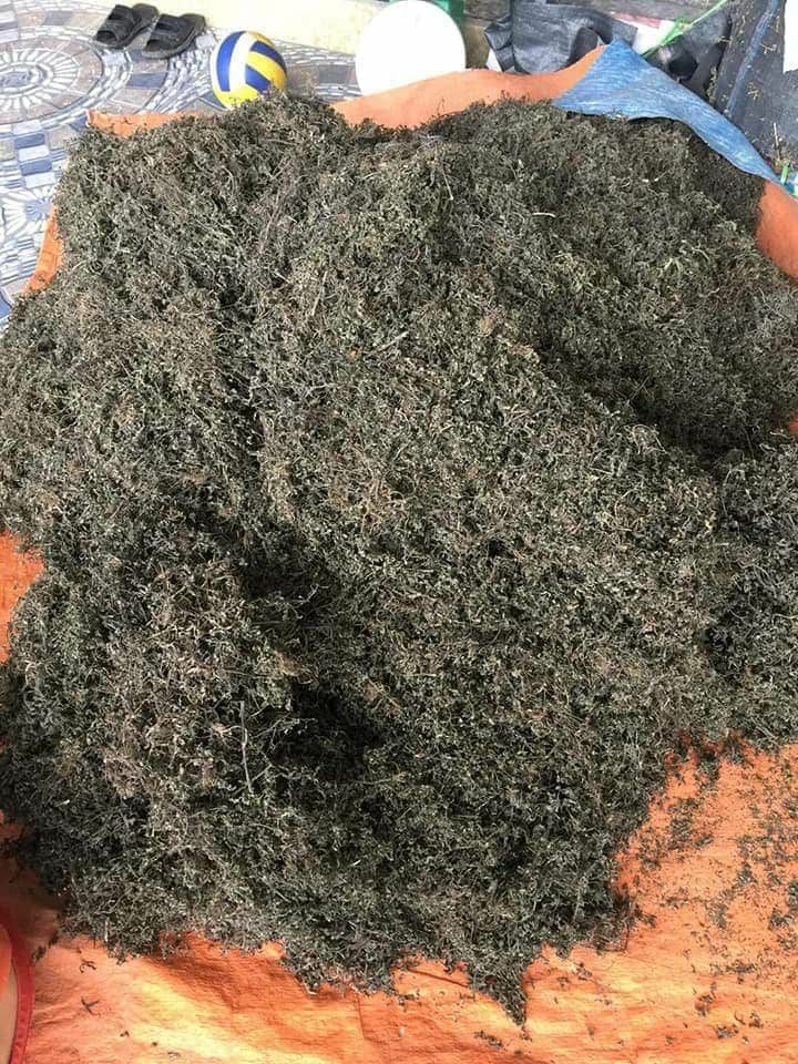 Cây cỏ mực khô ( cây nhọ nồi 1kg)
