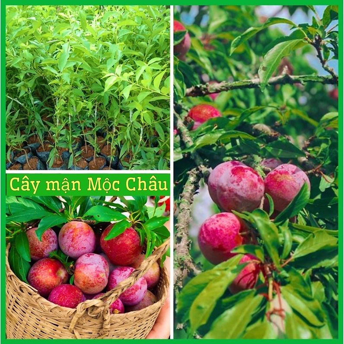 CÂY GIỐNG MẬN HẬU QUẢ TO NGỌT
