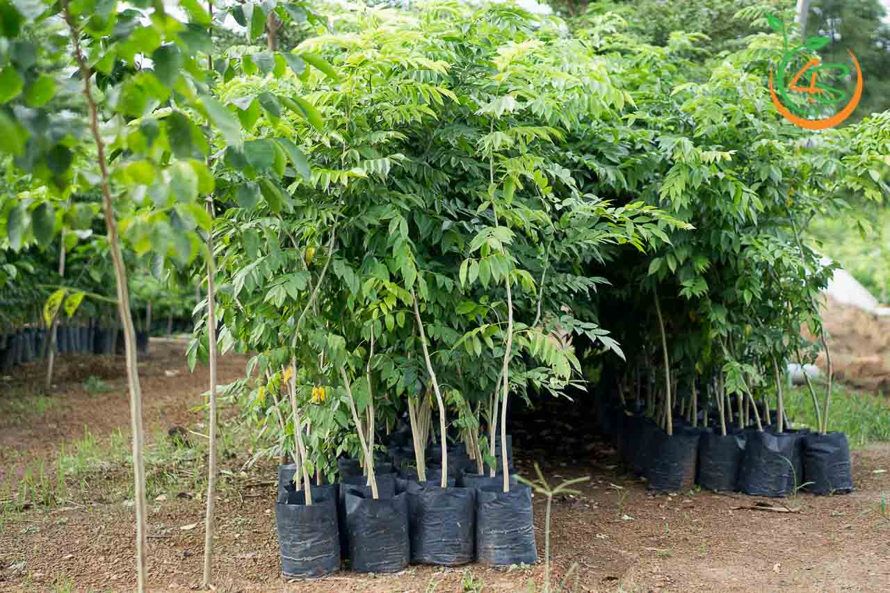 Hạt giống cây sưa đỏ {gói 20 hạt } - VTNT