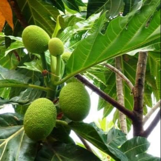 CÂY GIỐNG CÂY SA KE ĂN QUẢ VÀ LÀM BÓNG MÁT-CAM KẾT GIỐNG CHUẨN F1