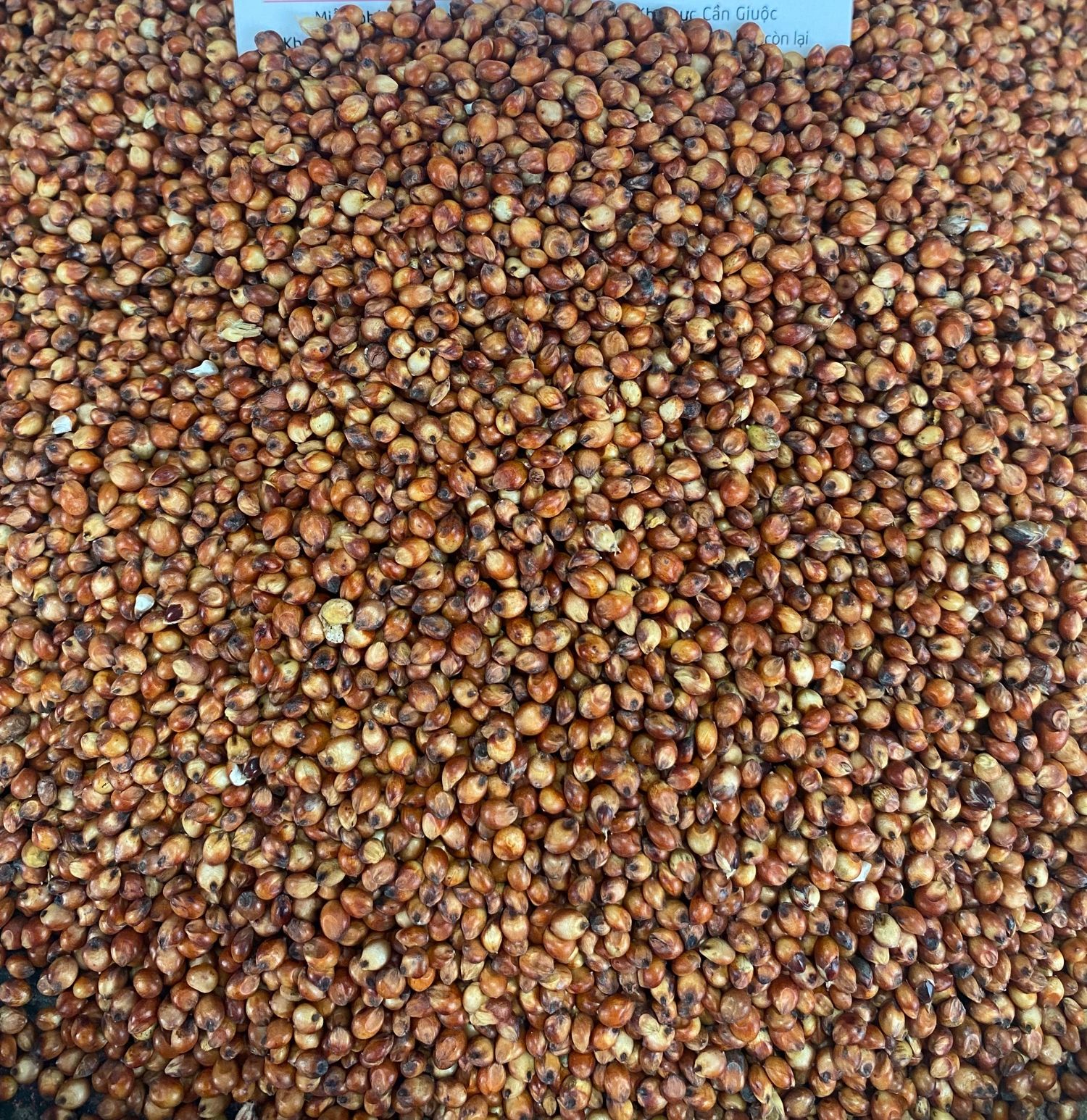 Hạt Bo Bo Đỏ Dành Cho Chim, Gà, Cu, Gáy ...