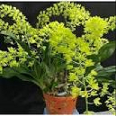 CHẬU LAN VŨ NỮ HOÀNG HẬU XANH
