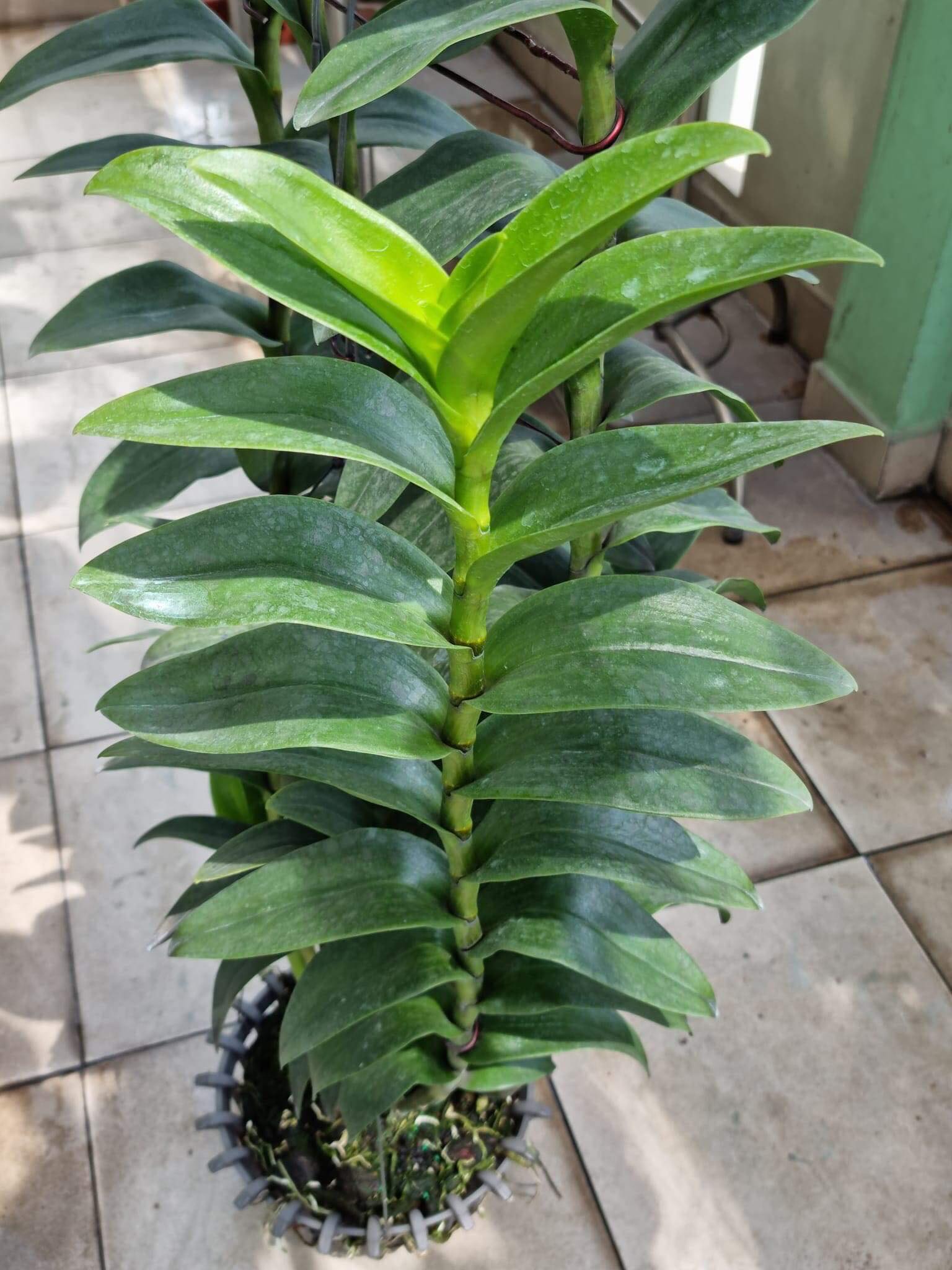 Phân bón lá đa trung lượng Org Hum