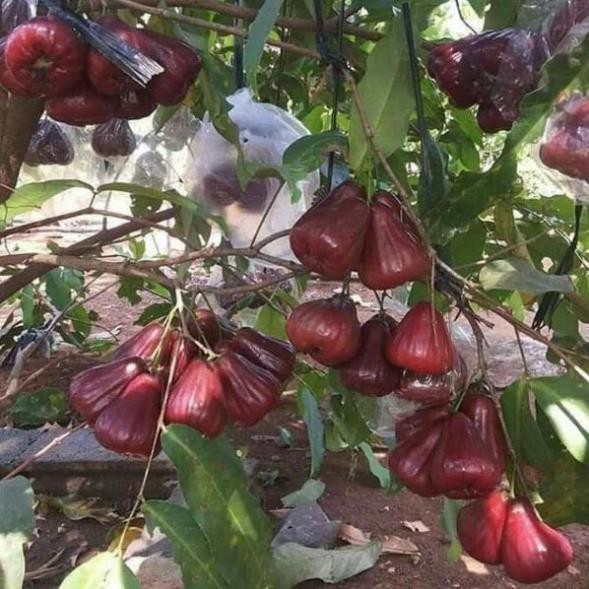[FREESHIP - Xả Khô Máu] Giống mận đỏ an phước [TẶNG 02 Cây Quế Giống]