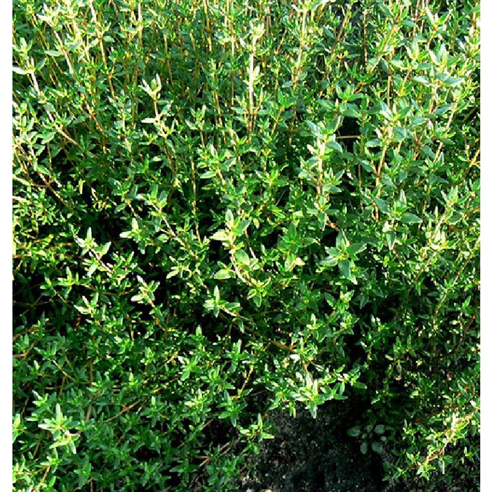 Hạt giống Cỏ Xạ Hương (Thyme) - Gói 100 hạt