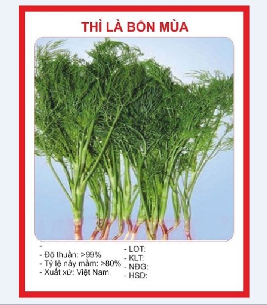 "Gói 20Gr Hạt " Hạt giống rau thì là cao sản 4 mùa F1