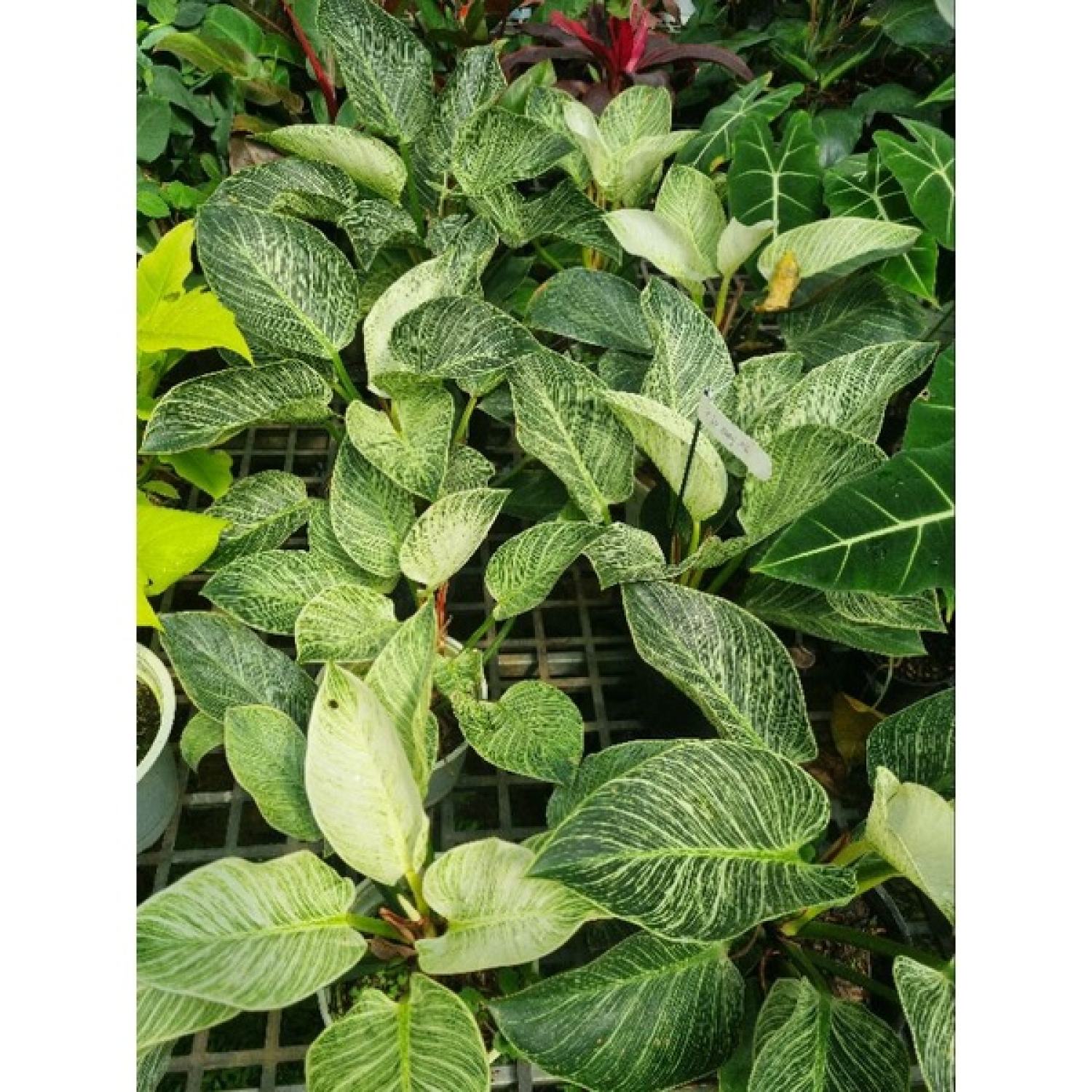 Trầu bà đế vương kim cương - Philodendron Birkin