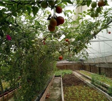 Hạt giống cà chua leo giàn năng suất