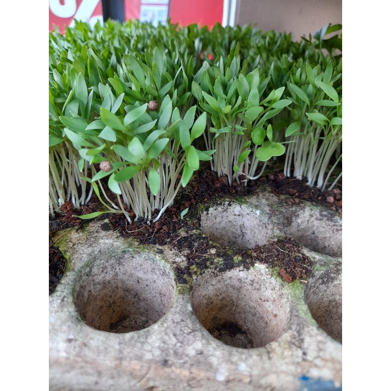 3 Khay xốp ươm cây giống