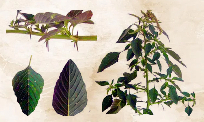 1000 Hạt giống rau dền gai