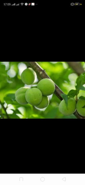 Cây giống quả Mơ Xanh ( cây mơ chua)