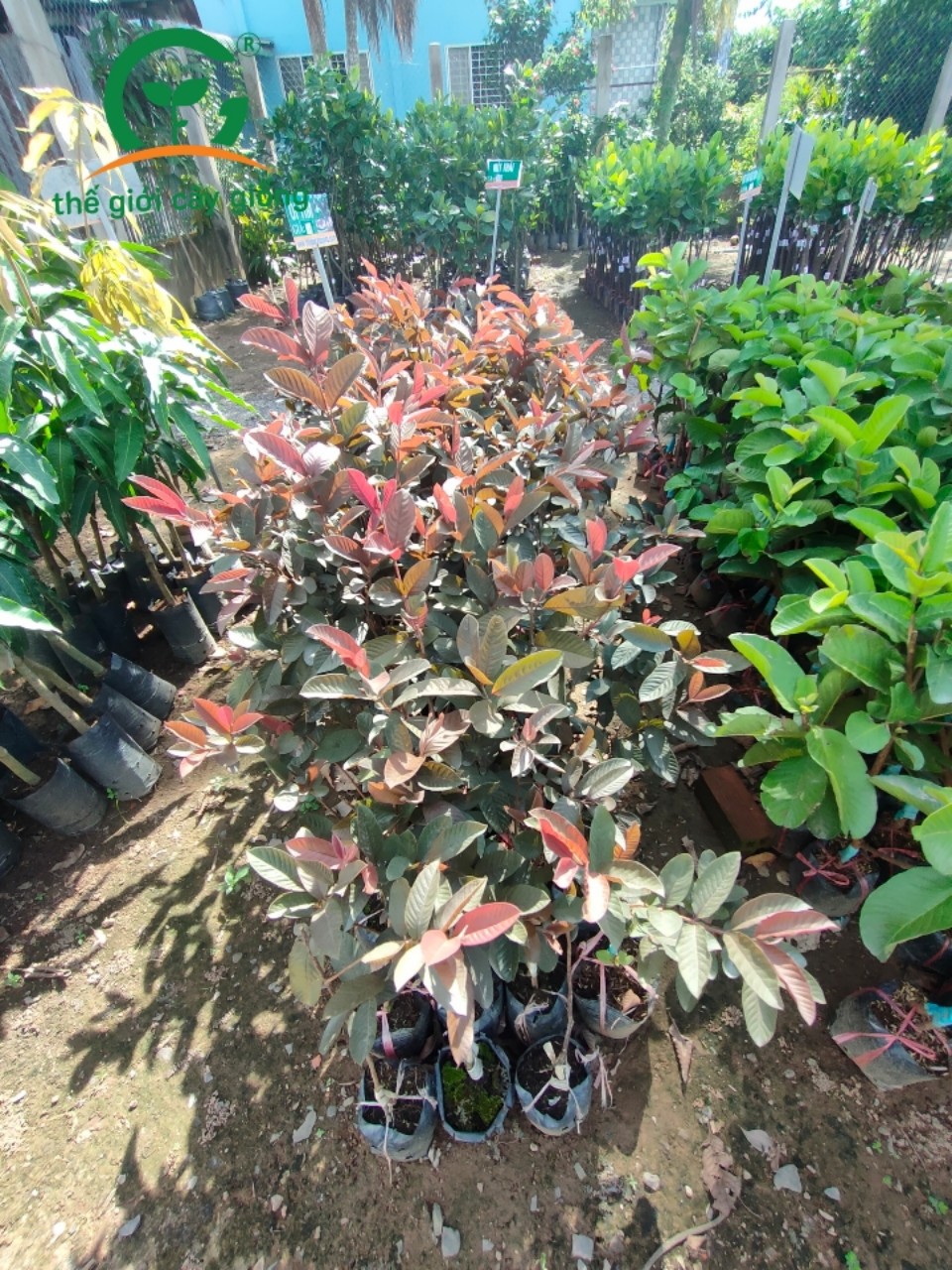 bỘ 5 CÂY GIỐNG ỔI TÍM