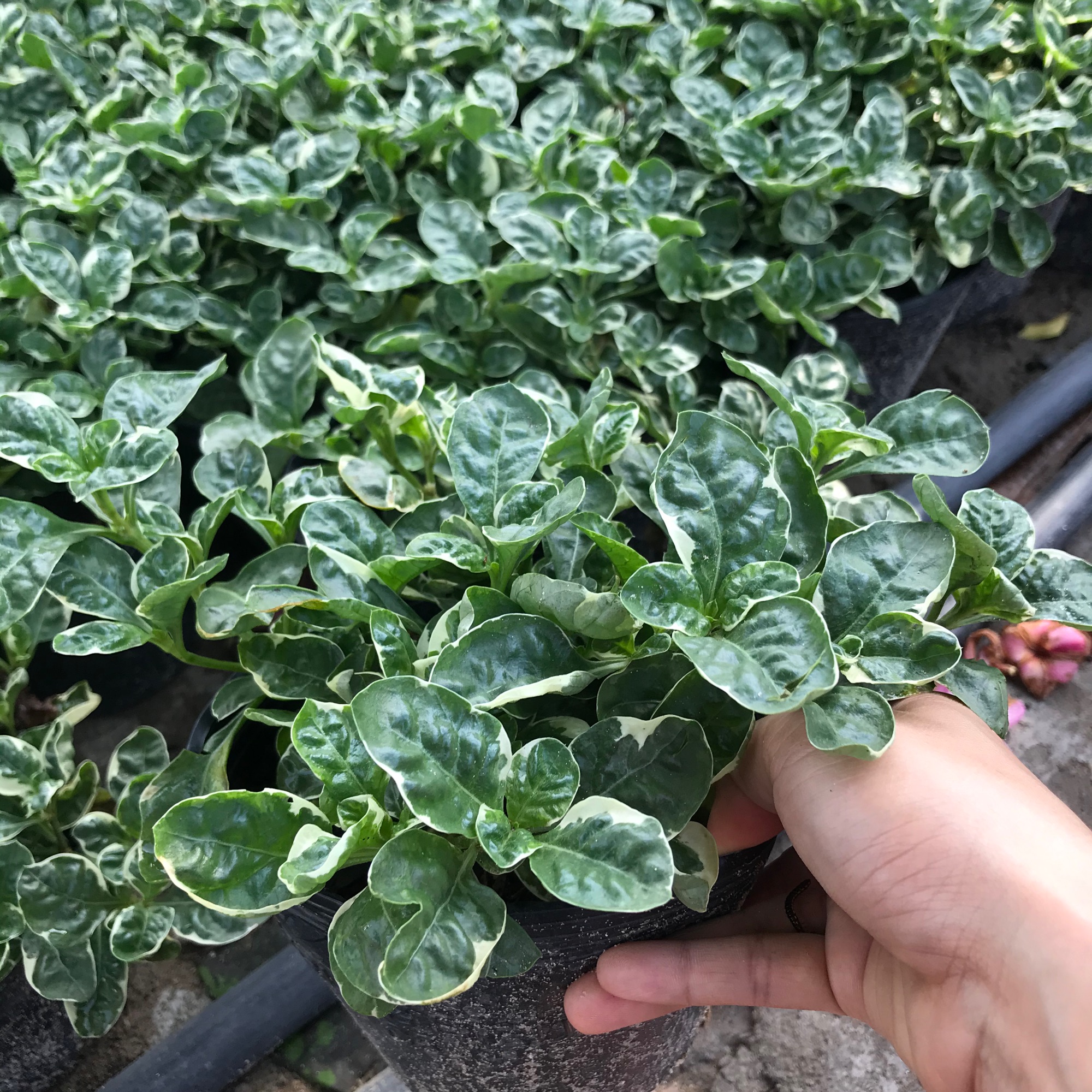 Cây Cẩm thạch tặng phân bón cho cây