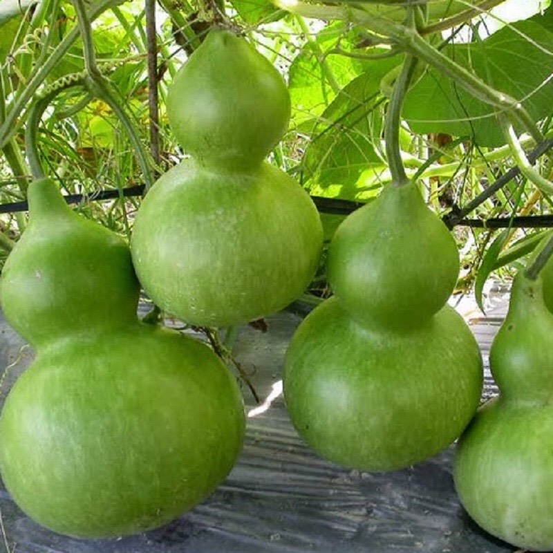 Hạt Giống bầu hồ lô F1 (10 hạt)