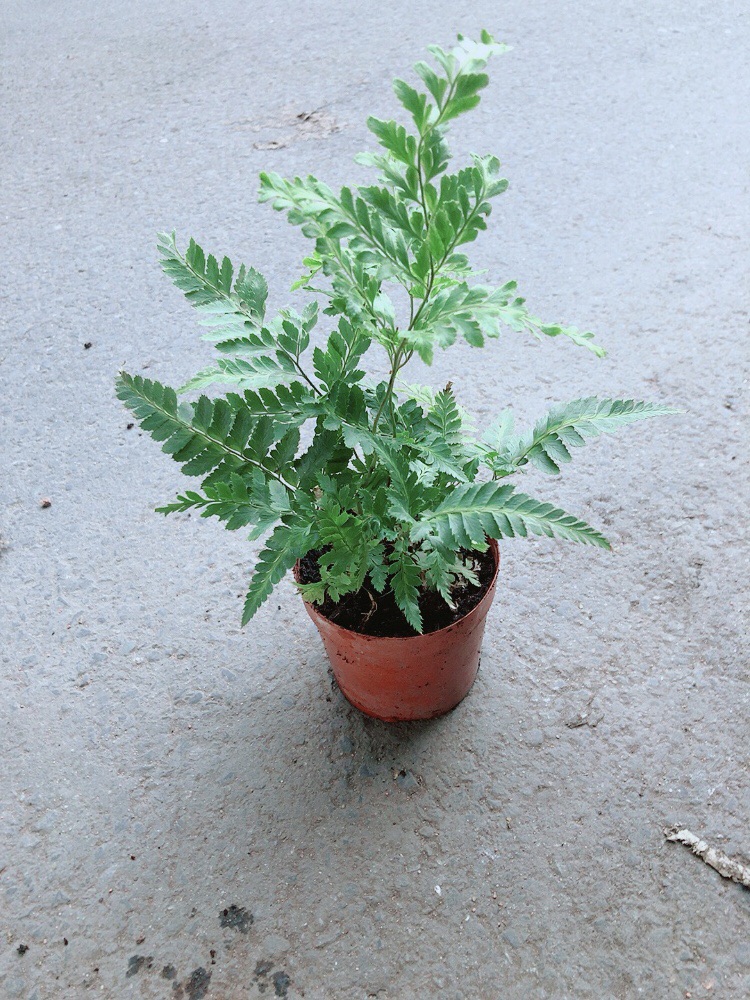 Cây Dương Sỉ