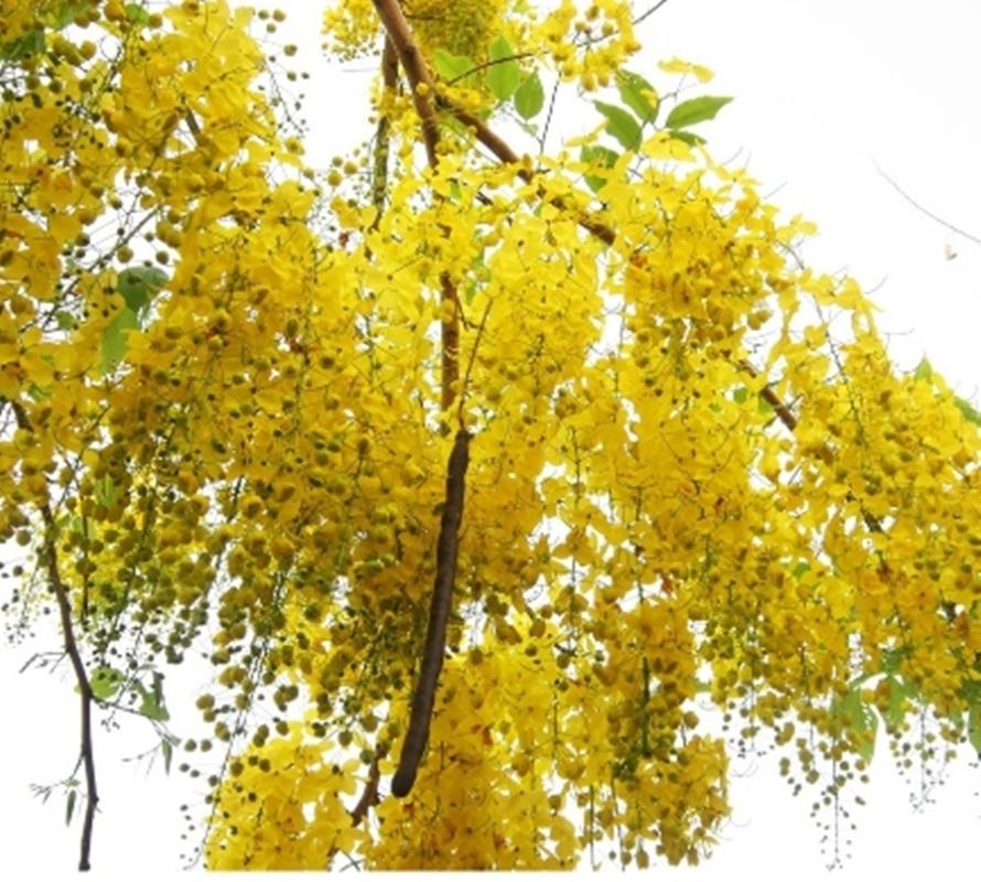 20 Hạt giống hoa Muồng hoàng yến