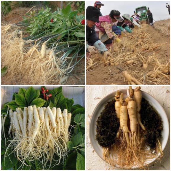 [HCM]Khu Vườn Hạt Giống Cây Nhân Sâm .