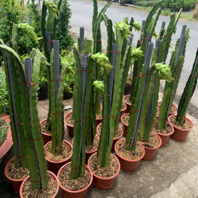 Giá Gốc - Thanh Long ruột đỏ