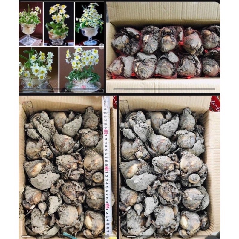 CỦ HOA THUỶ TIÊN NƯỚC....